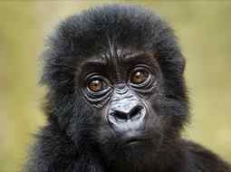 A baby Grauer&#039;s gorilla