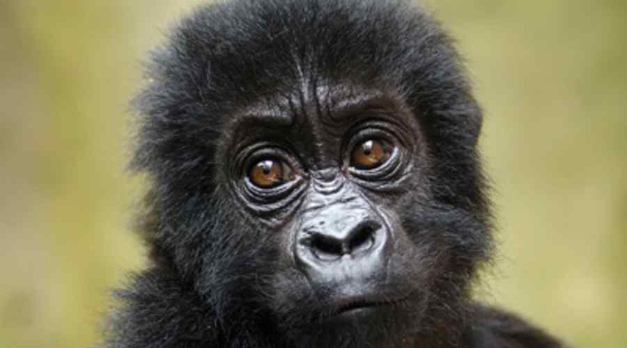 A baby Grauer&#039;s gorilla